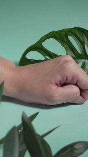 Bakuchiol vegetal similar al retinol