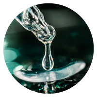 Angelica_Polimorpha_Sinensis_Root_extract.png