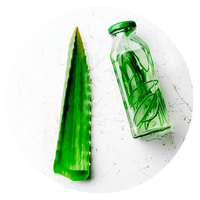 aloe-vera.png